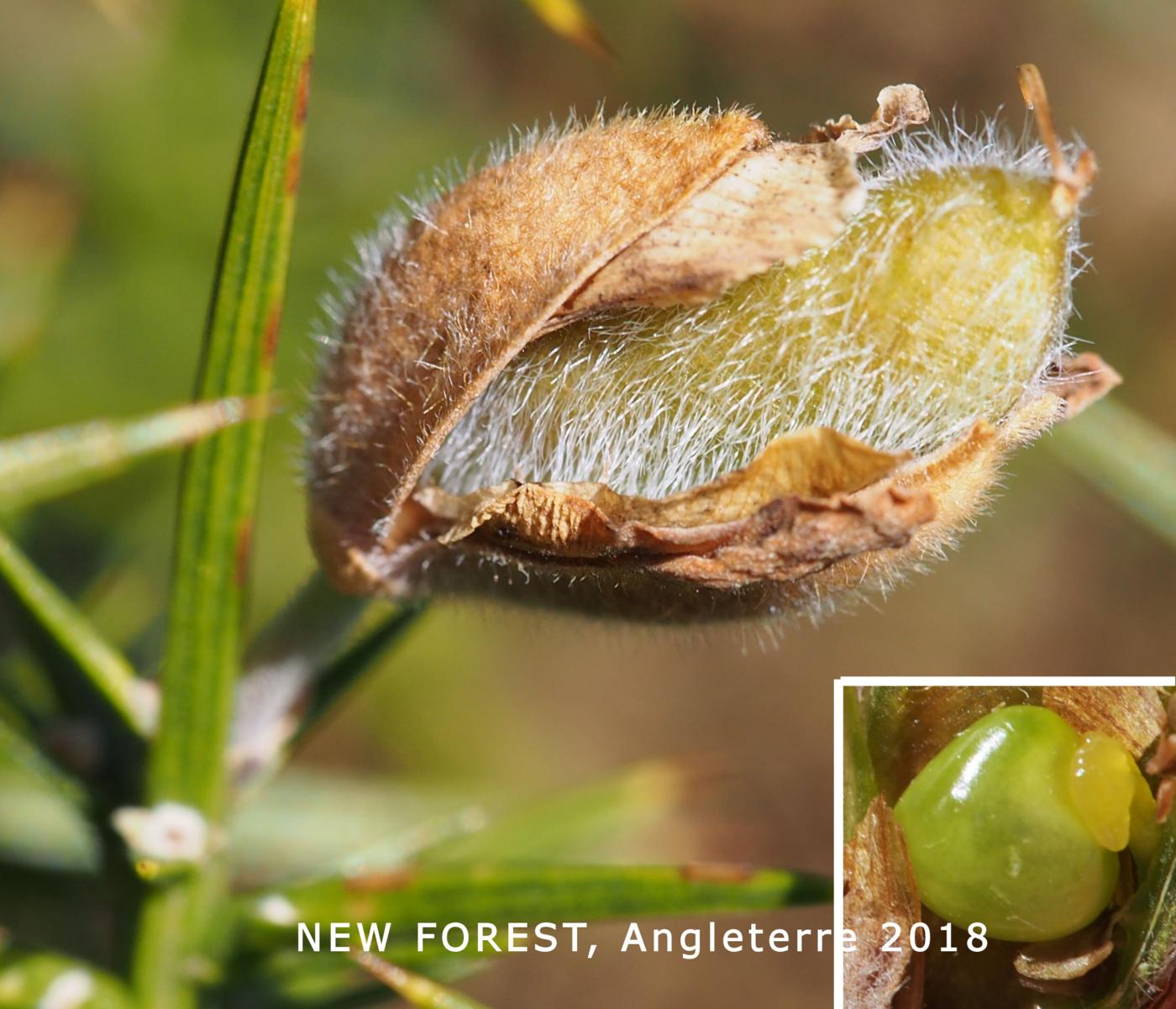 Gorse fruit